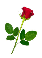 Flower bud roses on a white background