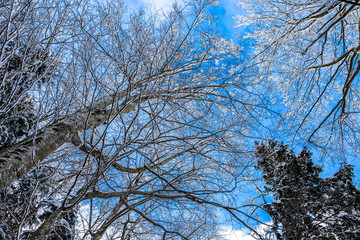 Wintertime in the forest. Blue sky and frozen trees.