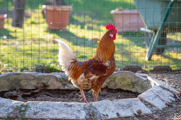 Gallo dalle piume colorate in un pollaio