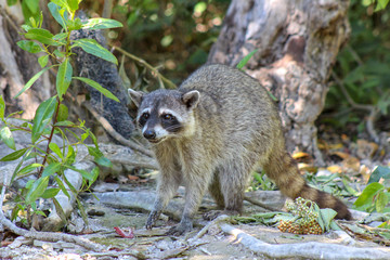 Wild raccoon at Holbox Island, Mexico