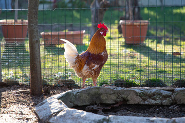 Gallo dal piumaggio colorato in un pollaio