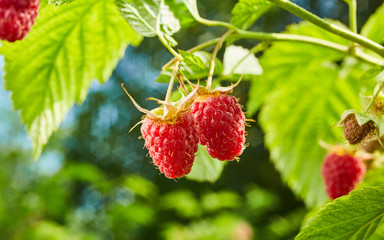 Close-up of ripe organic raspberry hanging on a branch in the fruit garden