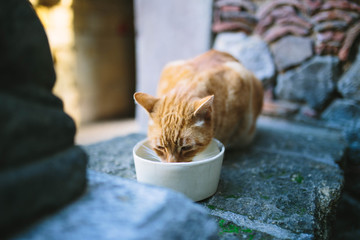tan cat drinking water