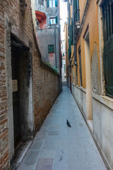 Fototapeta na wymiar Italy, Venice, a cat walking on a sidewalk in front of a brick building