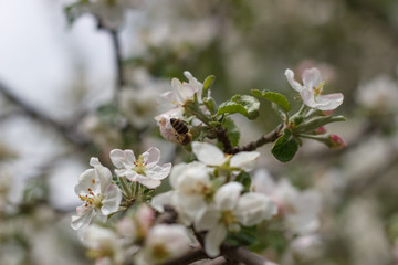 spring natural flowering of trees in warm sunny weather fresh spring flowers on trees apricot cherries apple trees 