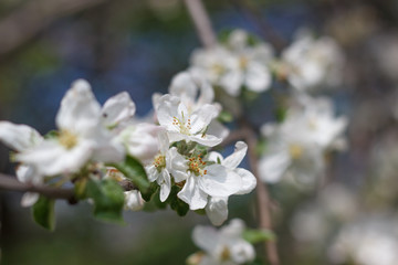 spring natural flowering of trees in warm sunny weather fresh spring flowers on trees apricot cherries apple trees 