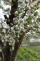 spring natural flowering of trees in warm sunny weather fresh spring flowers on trees apricot cherries apple trees 