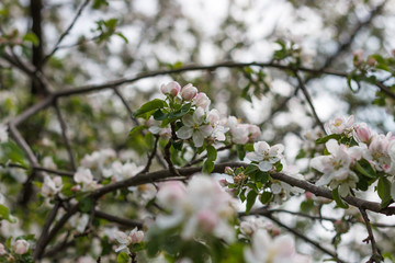 spring natural flowering of trees in warm sunny weather fresh spring flowers on trees apricot cherries apple trees 
