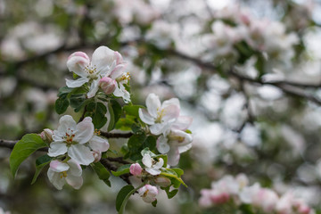 spring natural flowering of trees in warm sunny weather fresh spring flowers on trees apricot cherries apple trees 