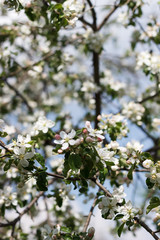 spring natural flowering of trees in warm sunny weather fresh spring flowers on trees apricot cherries apple trees 