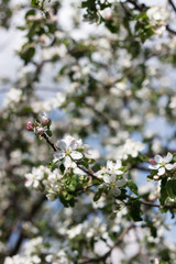 spring natural flowering of trees in warm sunny weather fresh spring flowers on trees apricot cherries apple trees 