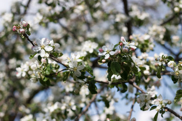 spring natural flowering of trees in warm sunny weather fresh spring flowers on trees apricot cherries apple trees 