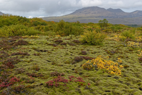 herbstliche Landschaft bei Pingvellir, Island