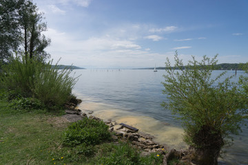 Gelbe Blütenpollen im Wasser am Starnberger See