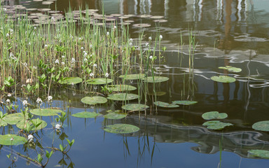 Seerosen / Wasserpflanzen im Teich