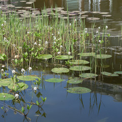 Seerosen / Wasserpflanzen im Teich