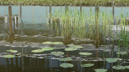 Seerosen / Wasserpflanzen im Teich