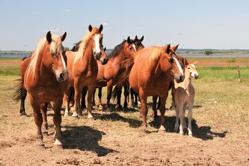 herd of horses