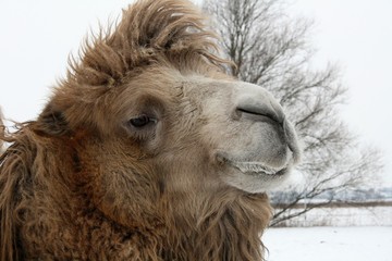 portrait of a camel