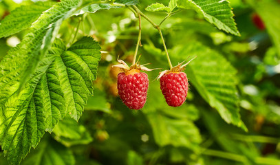Close-up of ripe organic raspberry hanging on a branch in the fruit garden