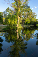Fototapeta na wymiar Green trees reflection at Sarmiento Park, Cordoba, Argentina