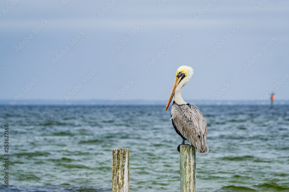 Wall mural pelican on post horizontal