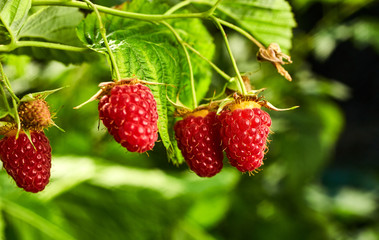 Close-up of ripe organic raspberry hanging on a branch in the fruit garden