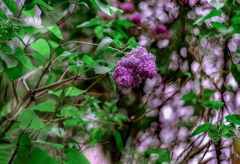 Lilac spring flowers bunch with soft selective focus, violet art design background. Beautiful blooming violet Lilac flower in rainy garden, closeup. Floral backdrop. Fragrant Spring Blossom. Easter