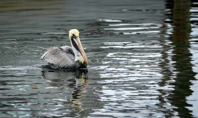 pelican in water