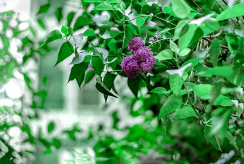 Lilac spring flowers bunch with soft selective focus, violet design background. Beautiful blooming violet Lilac flower in rainy garden, closeup. Nature floral backdrop