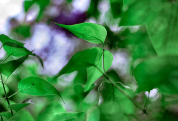 Fototapeta premium Wet green leaves of Syringa (lilac) bush in rain. Dark green leaves with water drops for background
