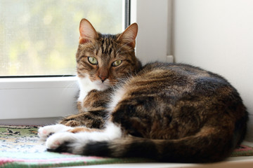 Watching mackerel tabby cat on the windowsill