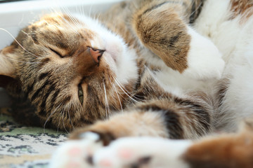 Portrait of a sleepy mackerel tabby cat on the windowsill at morning