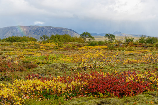 herbstliche Landschaft bei Pingvellir, Island