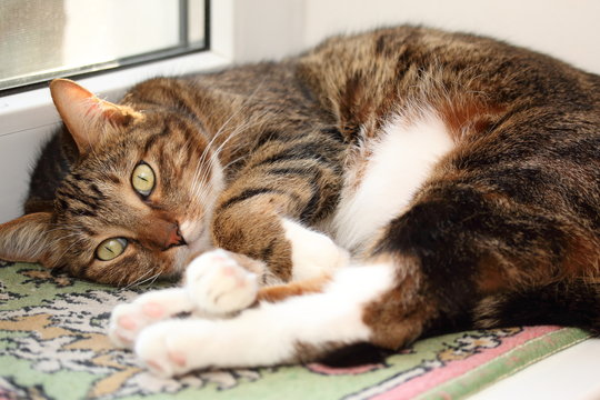 Mackerel tabby cat on the windowsill at morning
