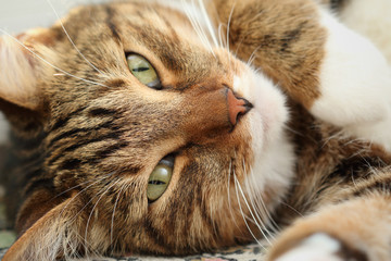 Portrait of a mackerel tabby cat close-up