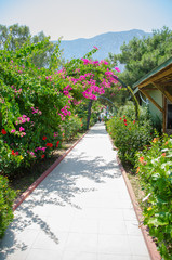 Fototapeta premium The road from the tile shrouded in flowers, vegetation. empty track