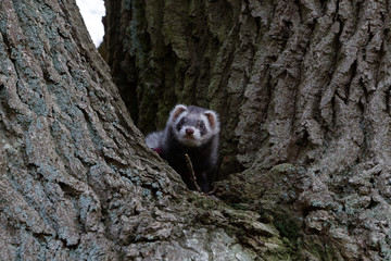 Ferret in the trees