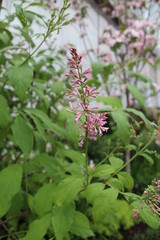 flowers in the garden