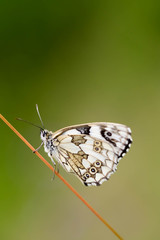 Schachbrettfalter am Halm