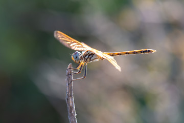 Obraz na płótnie Canvas dragonfly on leaf