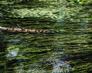 green grass in water