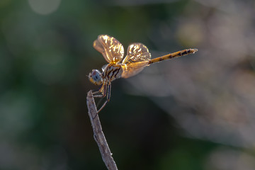 dragonfly on a branch