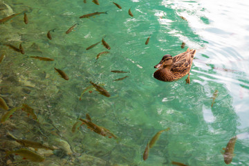 fish in waters of Plitvice lakes National  Park