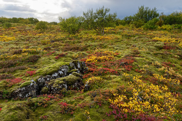 Herbstlicher Wald bei Pingvellir, Island