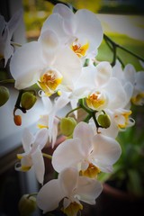 Naklejka na ściany i meble Orchid plant