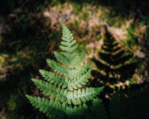 fern in the forest
