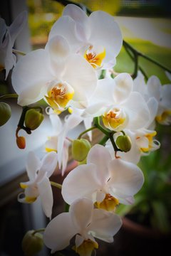 Orchid plant