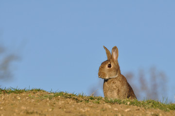Lapin