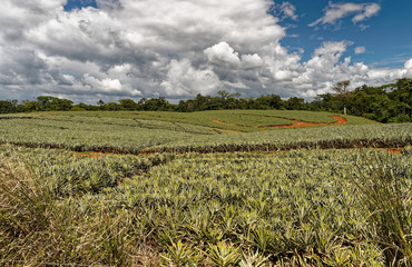 Pineapple plantations in Costa Rica, fruit agriculture in Central America